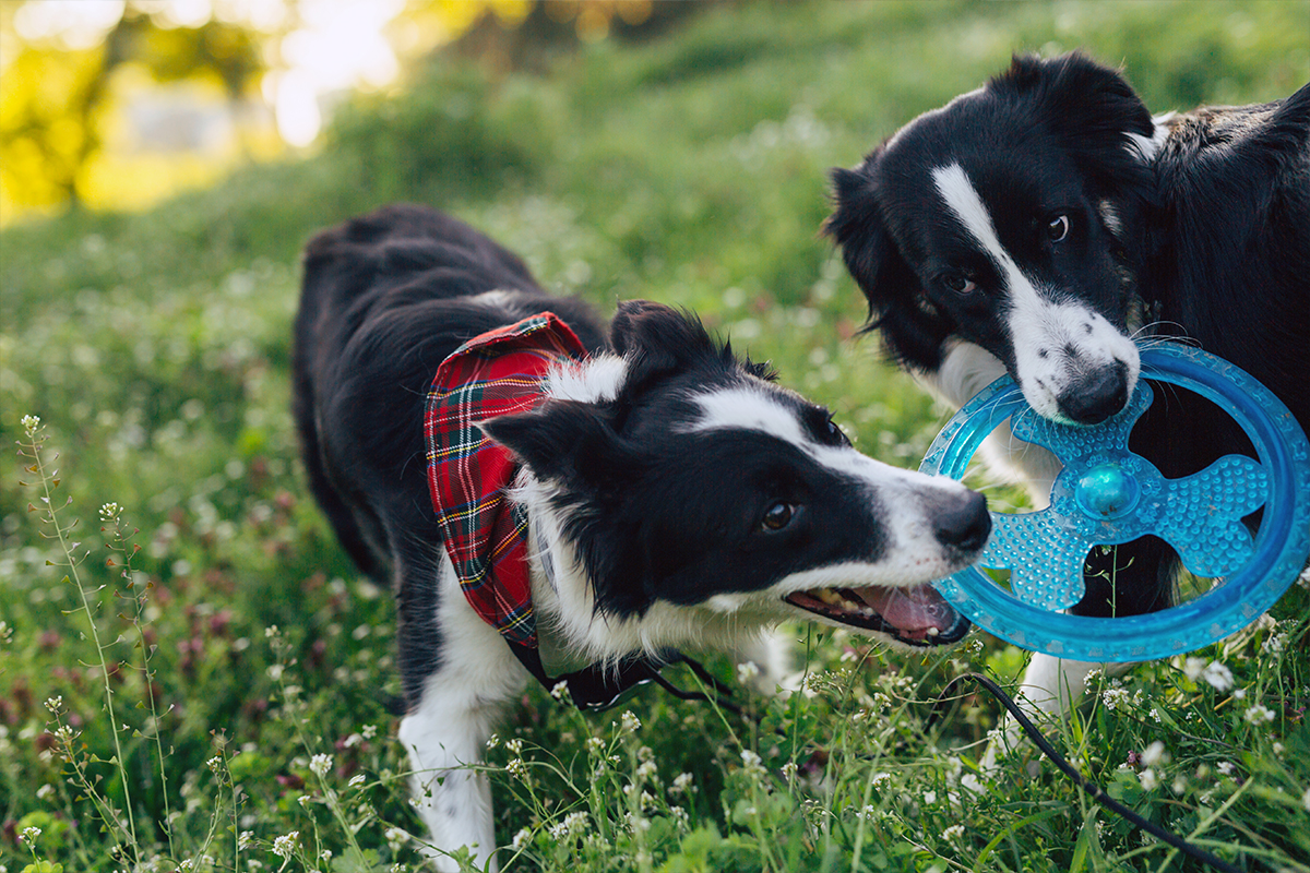 Dogs playing - flowers green cleaning