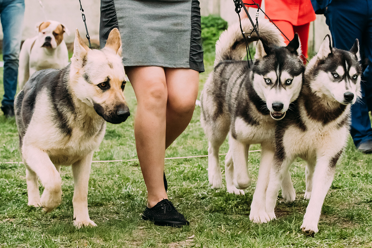 Dog sitting vs doggy daycare: How do you choose between them?